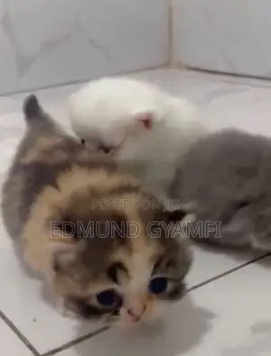 Purebred Persian Kitten - 1-3 Months Old