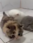 Purebred Persian Kitten - 1-3 Months Old - 1