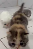 Purebred Persian Kitten - 1-3 Months Old - 2
