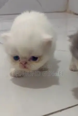Purebred Persian Kitten - 1-3 Months Old