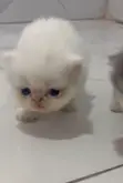 Purebred Persian Kitten - 1-3 Months Old - 1
