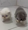 Purebred Persian Kitten - 1-3 Months Old - 2