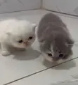 Purebred Persian Kitten - 1-3 Months Old - 3