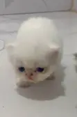Purebred Persian Kitten - 1-3 Months Old - 4