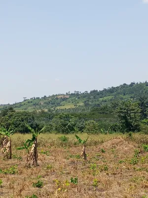Fertile Farmland for Sale in Krachi Bontibor