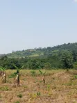 Fertile Farmland for Sale in Krachi Bontibor - 1