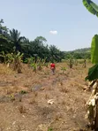 Fertile Farmland for Sale in Krachi Bontibor - 2
