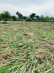 Fertile Farmland for Sale in Krachi Bontibor - 3