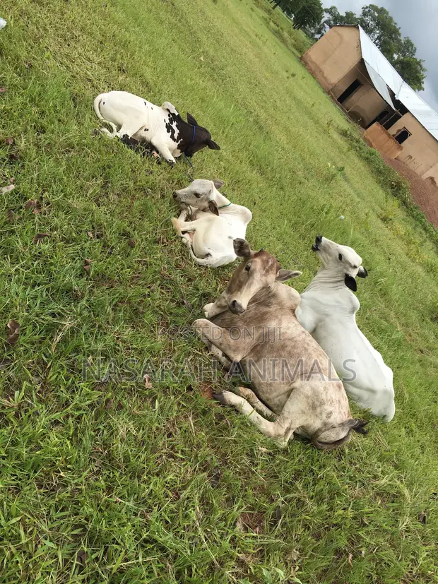 Nasarah Animals - Cows for Sale - 1