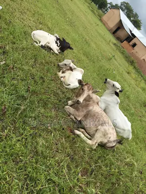 Nasarah Animals - Cows for Sale