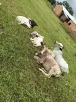 Nasarah Animals - Cows for Sale - 1