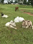 Nasarah Animals - Cows for Sale - 2