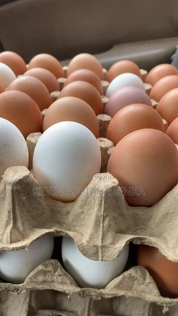 Fresh Farm Eggs - Wholesale Prices | Apino Farms - 1