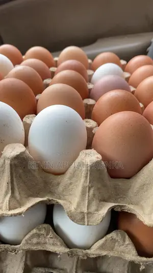 Fresh Farm Eggs - Wholesale Prices | Apino Farms