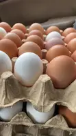 Fresh Farm Eggs - Wholesale Prices | Apino Farms - 1