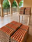 Fresh Farm Eggs - Wholesale Prices | Apino Farms - 2