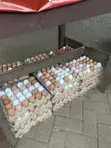 Fresh Farm Eggs - Wholesale Prices | Apino Farms - 3