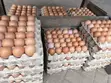 Fresh Farm Eggs - Wholesale Prices | Apino Farms - 4