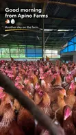 Fresh Farm Eggs - Wholesale Prices | Apino Farms - 5