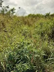 Residential and Farming Land for Sale in Ho - 1