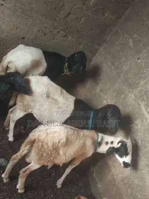 500 Sheep for Sale
