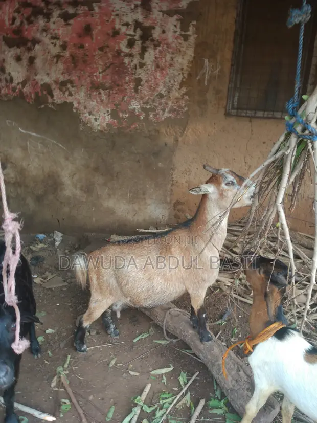Goats for Sale - 1