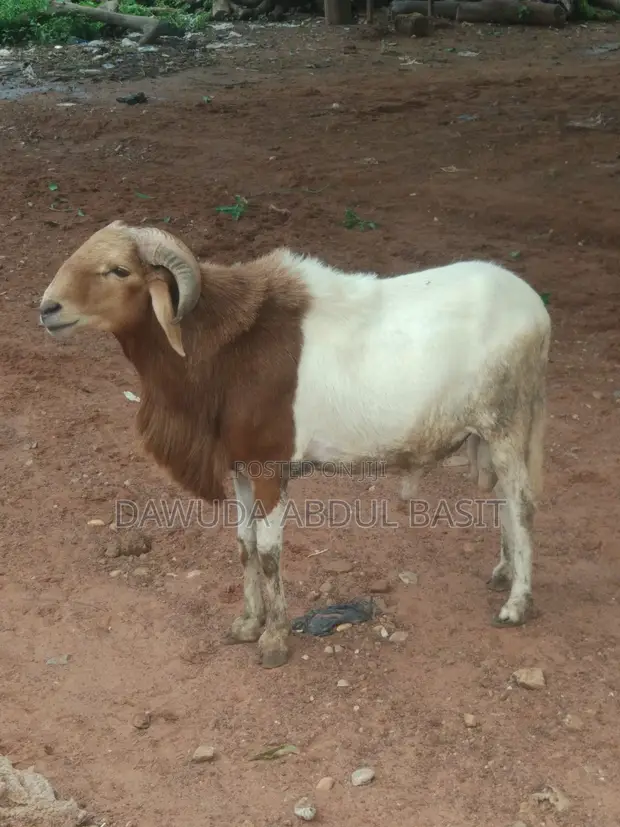 500 Sheep for Sale - 1
