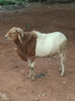 500 Sheep for Sale
