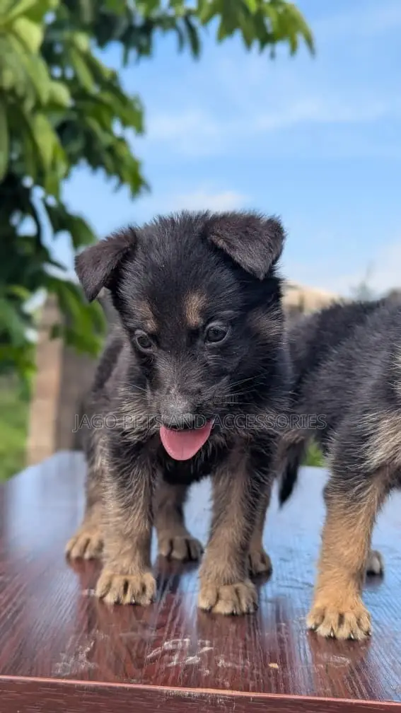 Female German Shepherd Puppy (1-3 Months) - 1