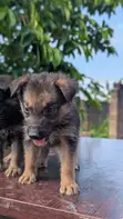 Female German Shepherd Puppy (1-3 Months) - 2
