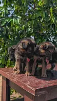 Female German Shepherd Puppy (1-3 Months) - 3