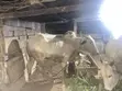 Strong Male Cow for Meat or Crossing - 1