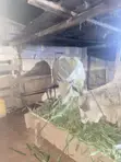 Strong Male Cow for Meat or Crossing - 2
