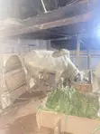 Strong Male Cow for Meat or Crossing - 3