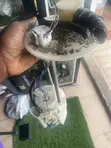Toyota Yaris 2008 Fuel Pump - 1