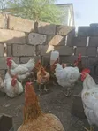 Matured Sasso Birds - 1
