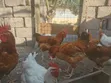 Matured Sasso Birds - 4