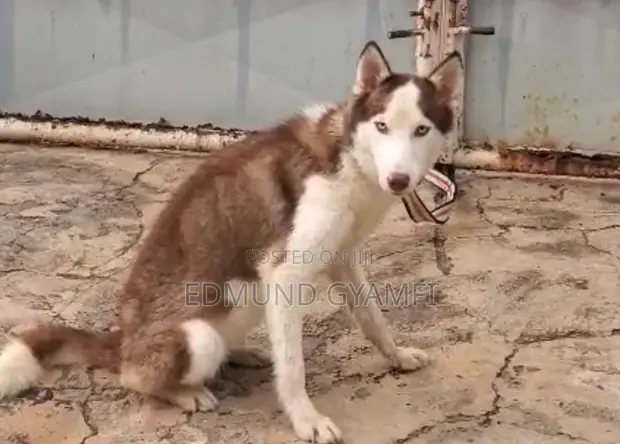 Female Siberian Husky, 6-12 Months - 1