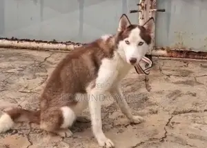 Female Siberian Husky, 6-12 Months