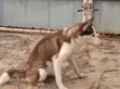 Female Siberian Husky, 6-12 Months - 2