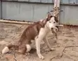 Female Siberian Husky, 6-12 Months - 3