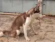 Female Siberian Husky, 6-12 Months - 4