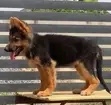 1-3 Month Old Male Purebred German Shepherd Puppy - 1