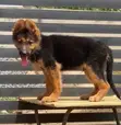 1-3 Month Old Male Purebred German Shepherd Puppy - 2