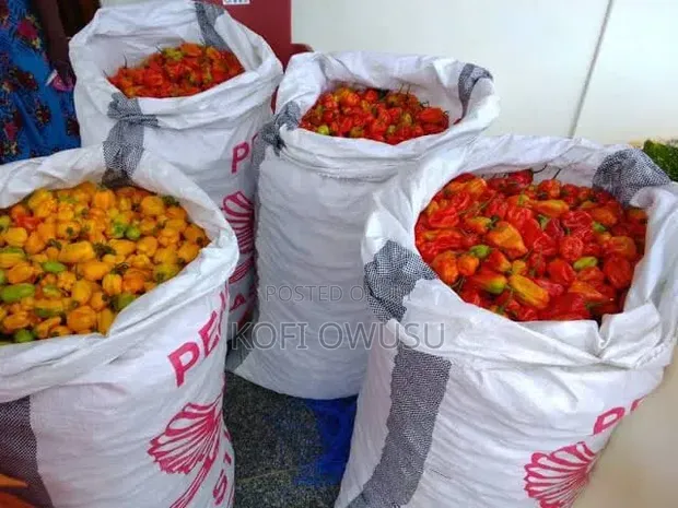 Fresh Habanero Pepper Sack (5kg) - 1