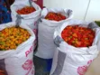 Fresh Habanero Pepper Sack (5kg) - 1