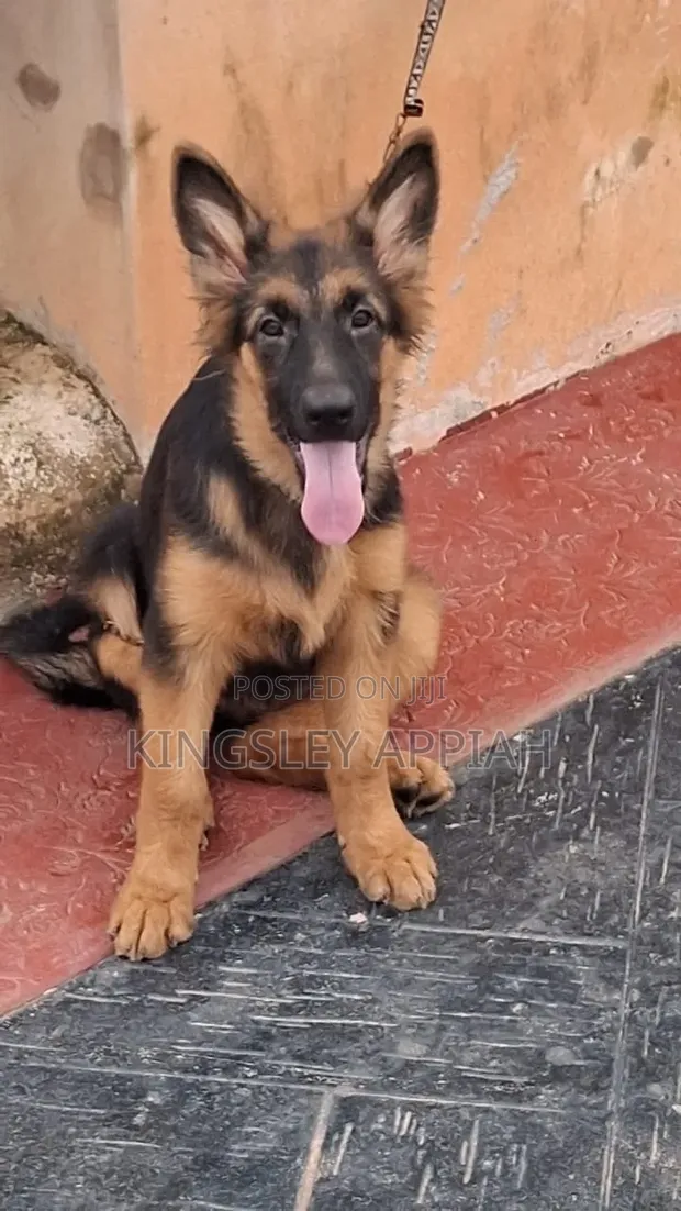 3-6 Month Male Purebred German Shepherd Puppy - 1