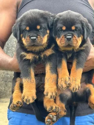 Purebred Rottweiler Puppies - 1-3 Months Old