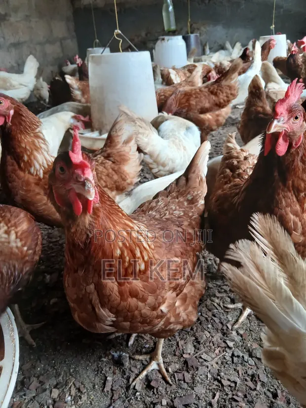 Old Layers - 150 Chickens - 1