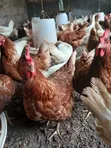 Old Layers - 150 Chickens - 1